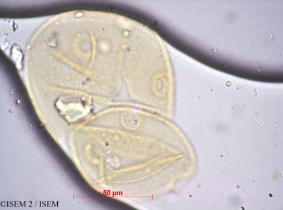 ISEM 2/Prismatocarpus_diffusus_37694/Prismatocarpus_diffusus_37694_0001(copy)_thumb.jpg